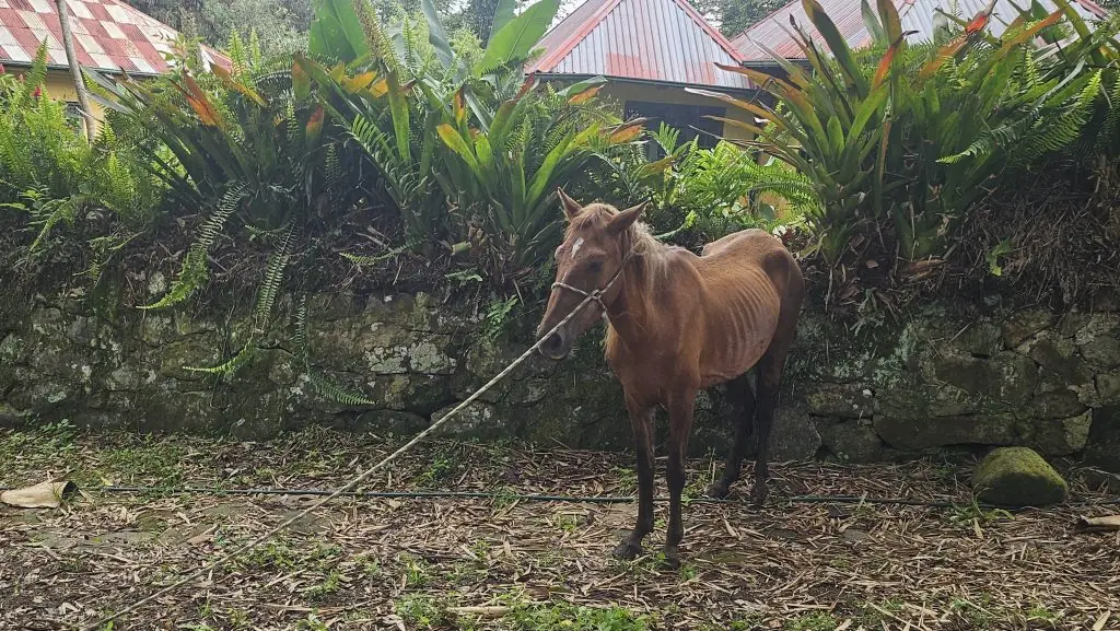 Paso a paso, ganándonos la confianza de Troya tras su rescate