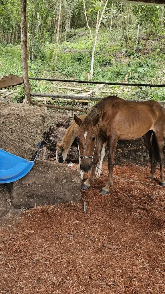 Trabajo en equipo con la alcaldía de Fusagasugá por la protección de nuestros caballos