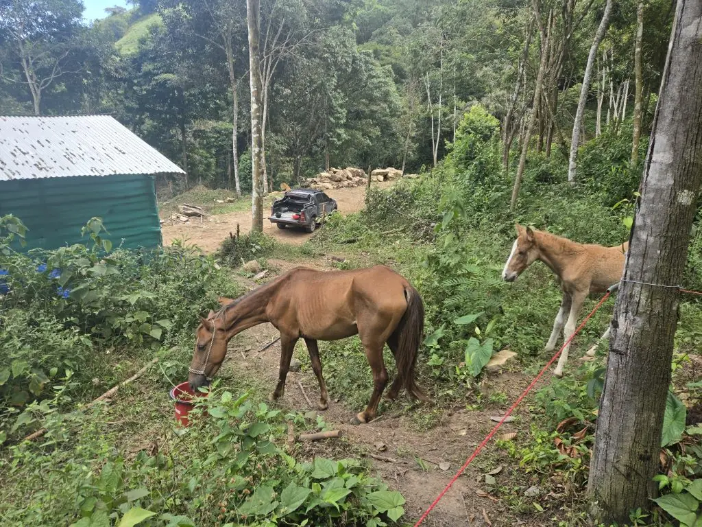 La mirada de la inocencia: Pferdinand disfrutando de su nuevo hogar. Acciones que transforman vidas: nuestra Fundación NATURCONEXIÓN apoyando el bienestar animal