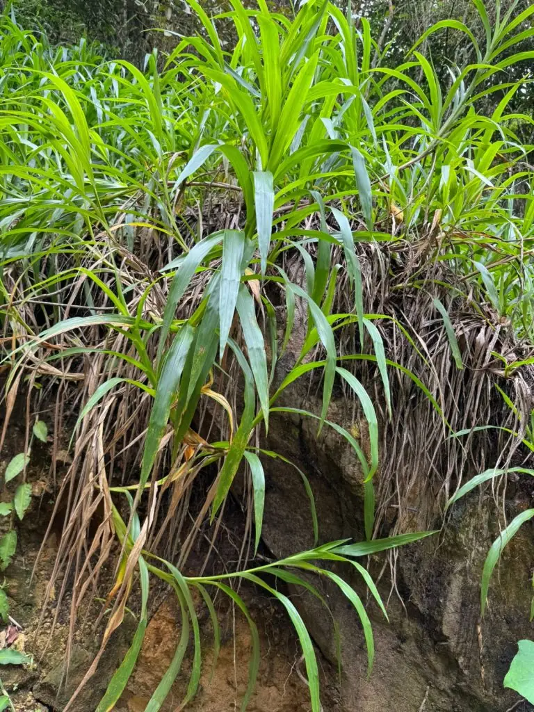 Plantas al lado del lago como pasto imperial