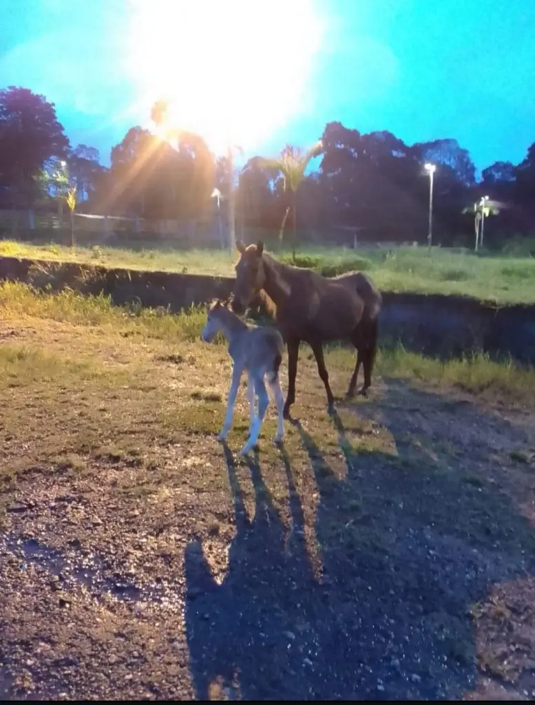 El inicio de una nueva vida: Troya y Pferdinand a salvo en la finca