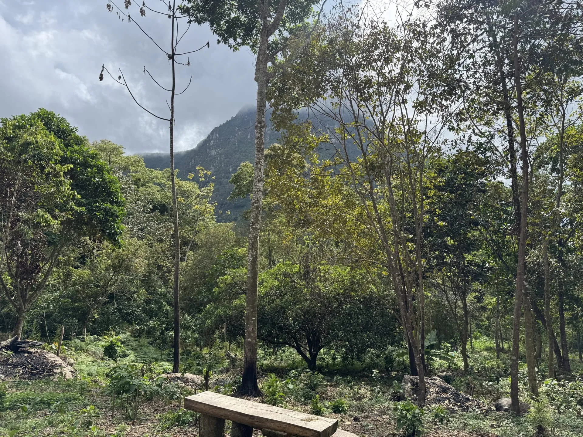 Banco de madera frente al bosque joven, con la montaña entre nubes al fondo