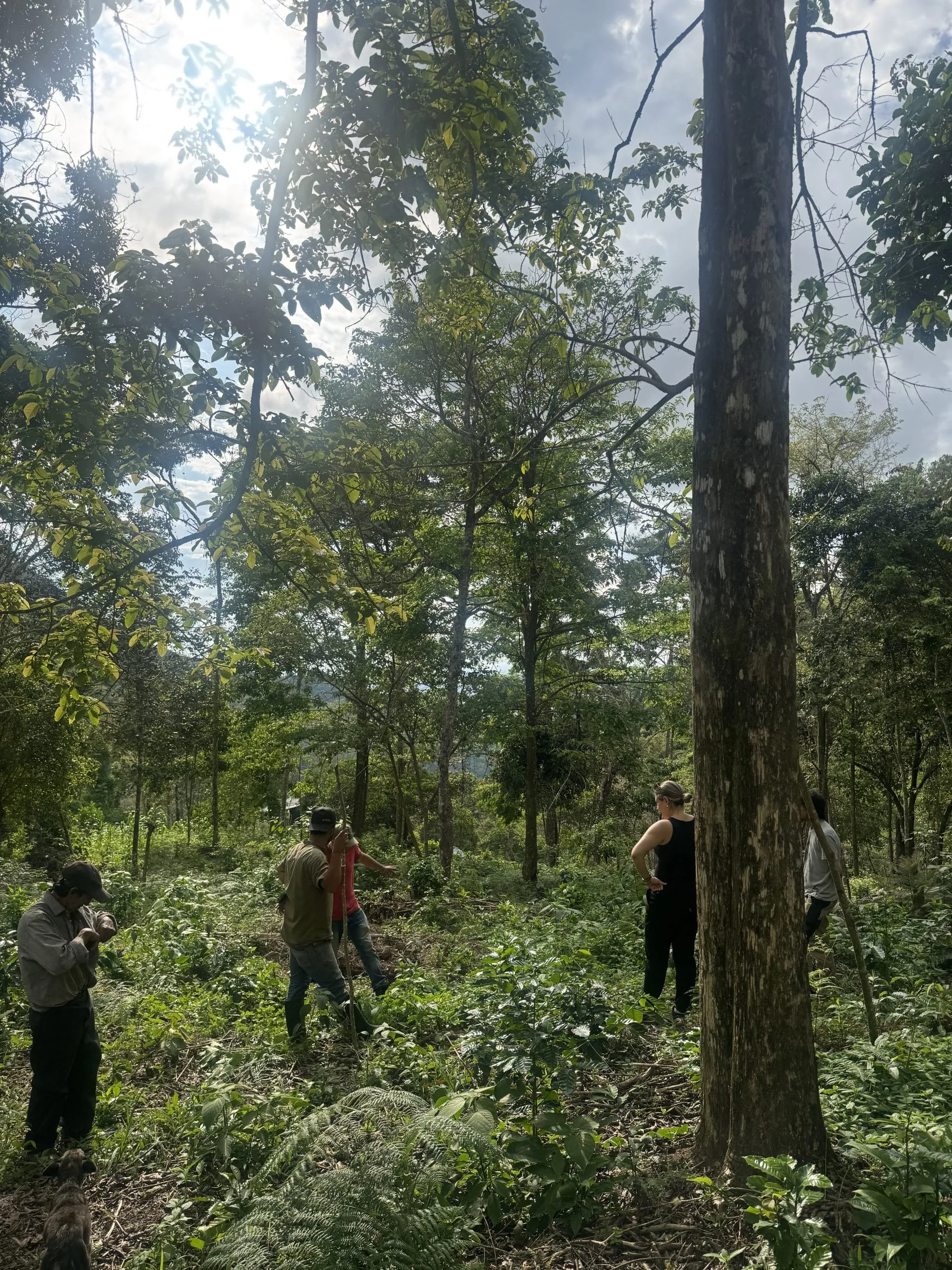 Varias personas de pie en un tramo de bosque alto