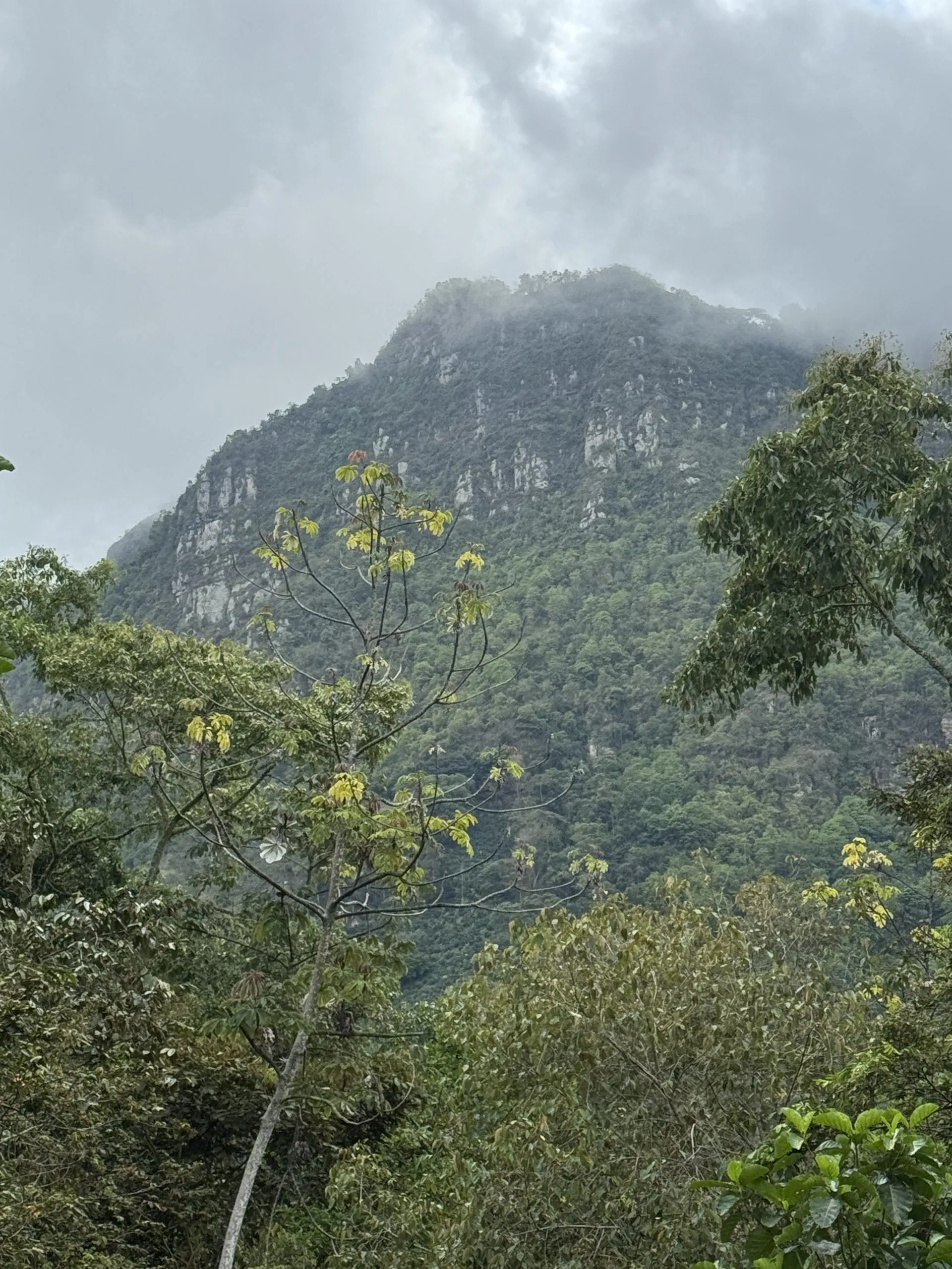 La montaña envuelta en niebla, vista desde la finca